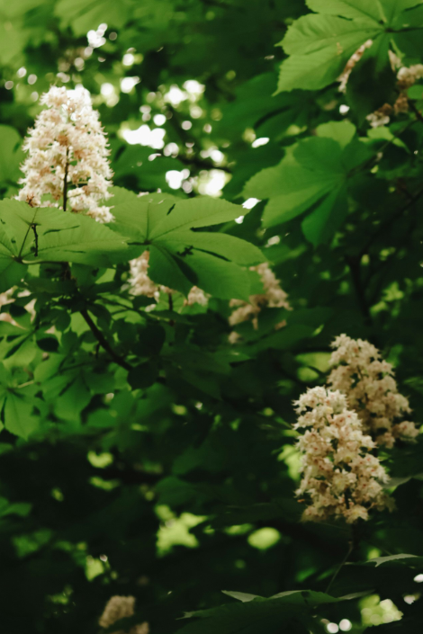 Chestnut Sunday becomes biennial
