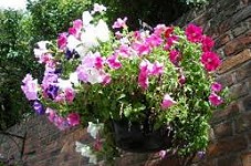 Sponsor a hanging basket for just £90