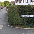 vineyard-row